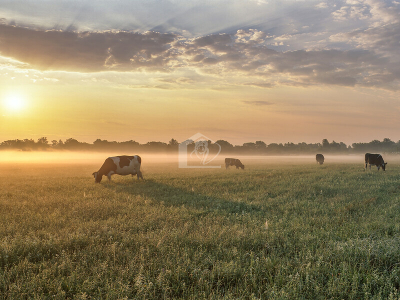 Azienda agricola in vendita a Motteggiana