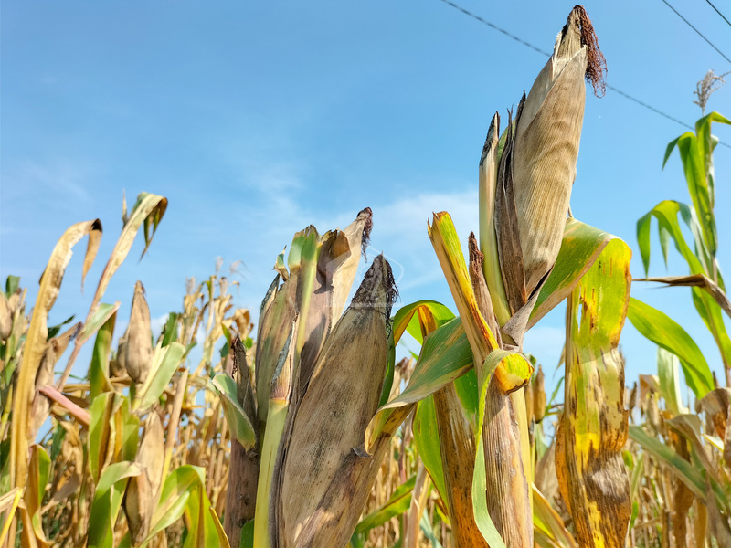 Terreno agricolo in vendita a Roncoferraro