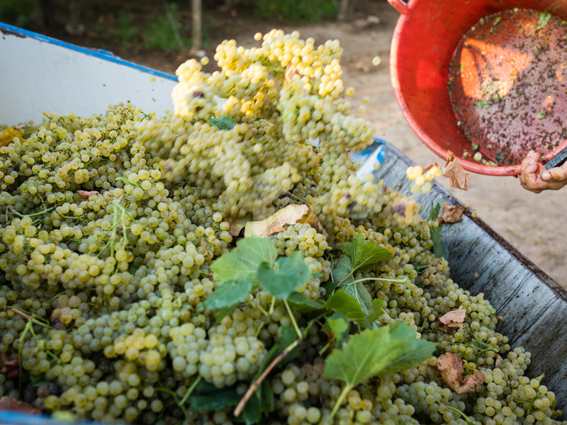 Vigneto in vendita a Campagnola Emilia campagna